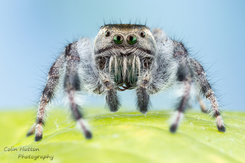 Phidippus vexans