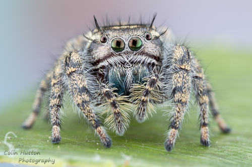 Phidippus vexans
