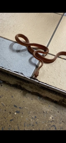 Brown Tree Snake sighting