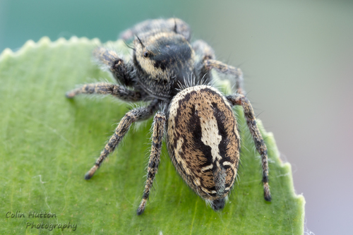 Phidippus vexans