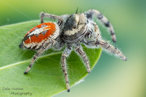 Phidippus vexans