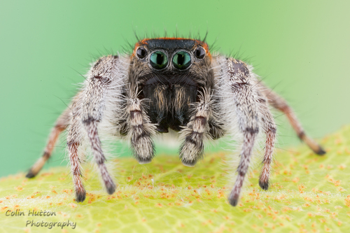 Whitman's Jumping Spider