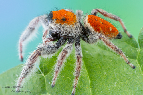 Whitman's Jumping Spider