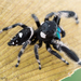 Workman's Jumping Spider - Photo (c) c_hutton, all rights reserved, uploaded by c_hutton