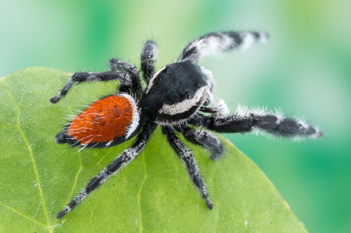 Phidippus zethus
