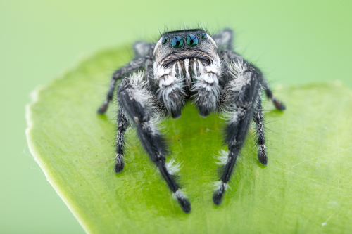 Phidippus zethus