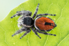 Phidippus zethus - Photo (c) c_hutton, all rights reserved, uploaded by c_hutton