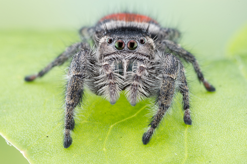Phidippus zethus