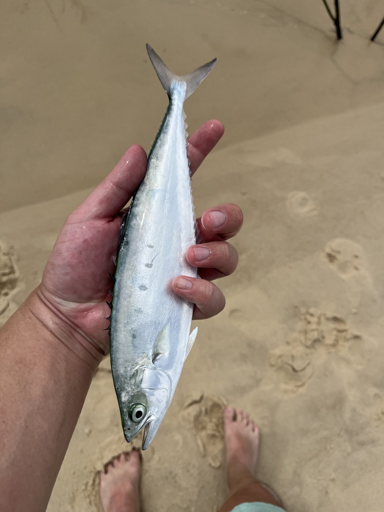 Needleskin Queenfish from Inskip Peninsula Recreation Area, Inskip, QLD ...