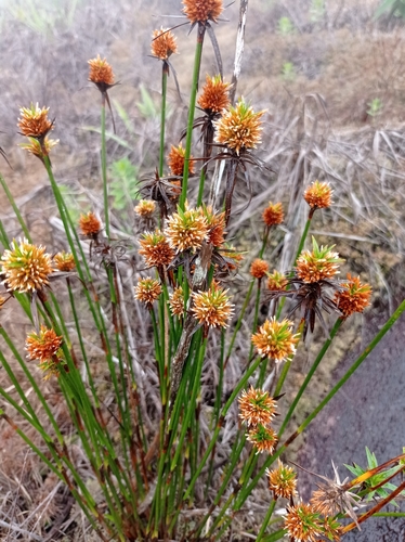 Lagenocarpus