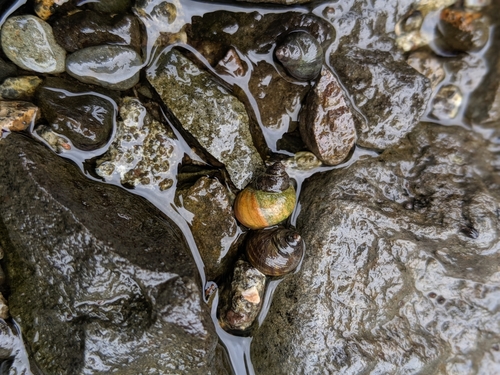 brežniak drsný (Littorina saxatilis)