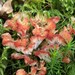 Cotylidia pannosa - Photo (c) Len Worthington, כל הזכויות שמורות, הועלה על ידי Len Worthington