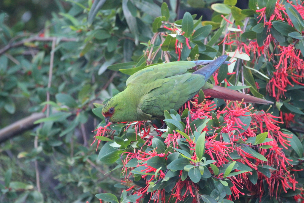 Slender-billed Parakeet (Enicognathus leptorhynchus) photo