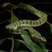 Trimeresurus sumatranus - Photo (c) Chien Lee, כל הזכויות שמורות, uploaded by Chien Lee