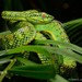 Schultze's Pit Viper - Photo (c) Chien Lee, all rights reserved, uploaded by Chien Lee