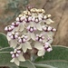 Woollypod Milkweed - Photo (c) peter_r, all rights reserved, uploaded by peter_r