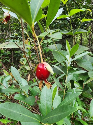 Cherry of the Rio Grande