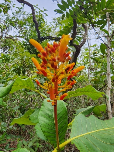 Palicourea rigida