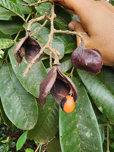 Ormosia paraensis