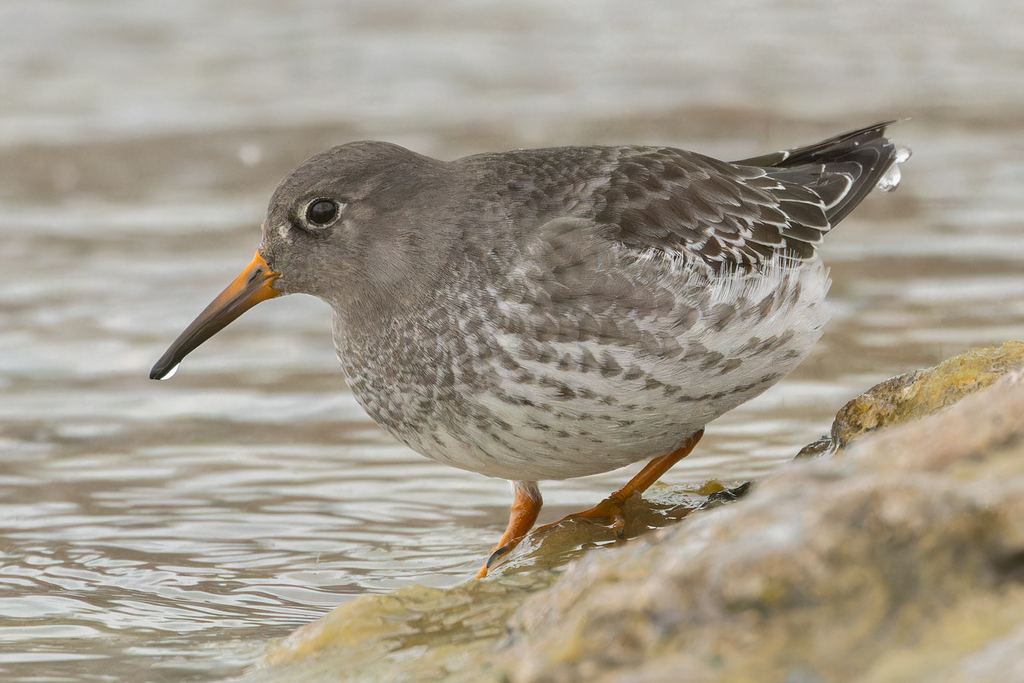 Purple Sandpiper (Calidris maritima) photo