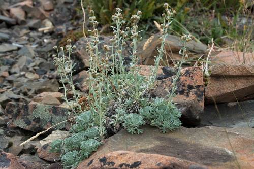 Alaska wormwood (Artemisia alaskana)