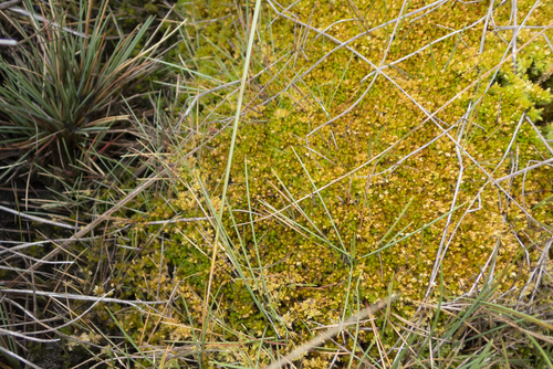 Wheeler's sphagnum (Sphagnum wheeleri)