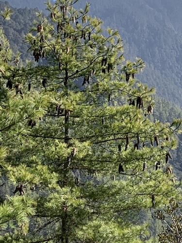 blue pine