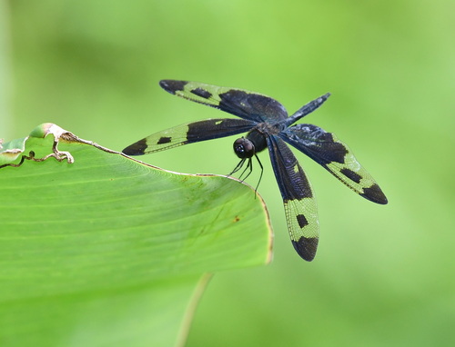 Pied Sapphire Flutterer