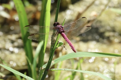 Roseate Skimmer