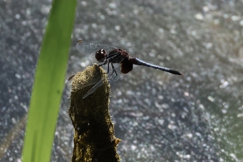 Antillean Dragonlet
