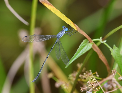 Scalloped Spreadwing