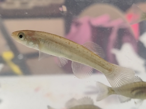 Southern Studfish