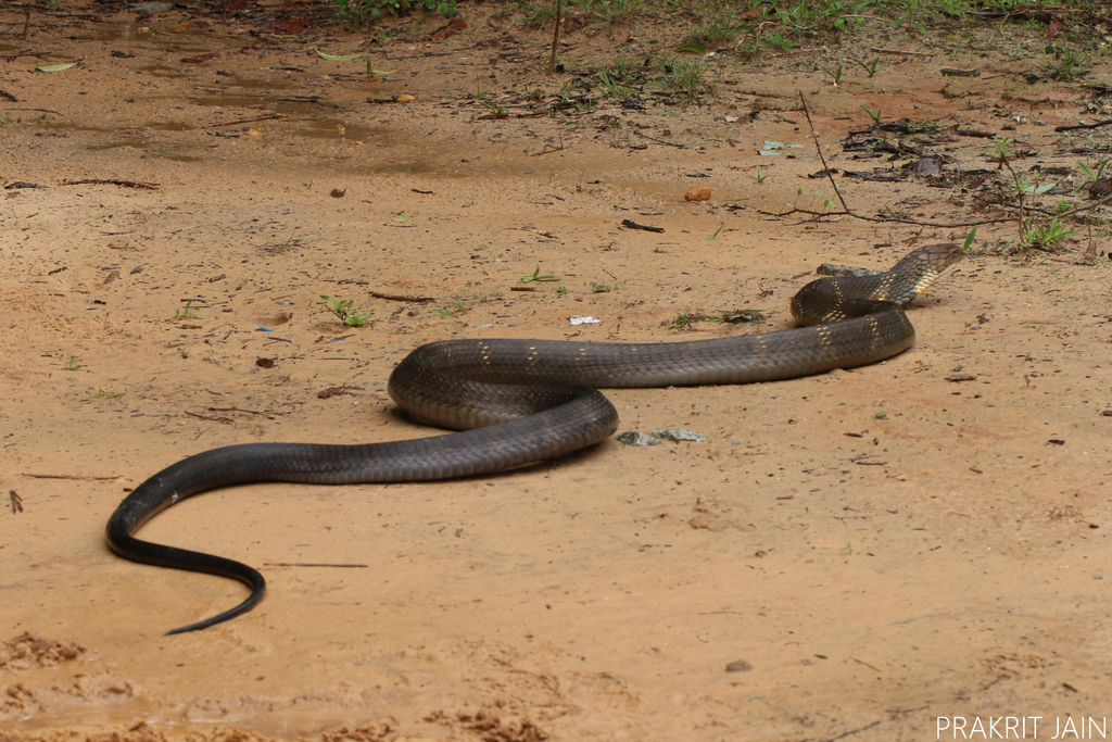 King Cobra in June 2019 by Prakrit Jain. Last picture in situ. Rescued ...