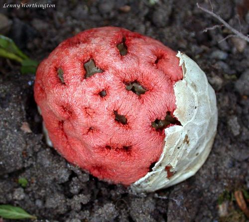 red-cage fungus