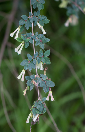 Pink Snowberry