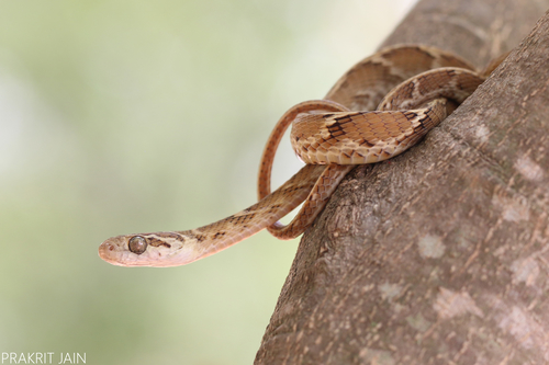 Common Cat Snake