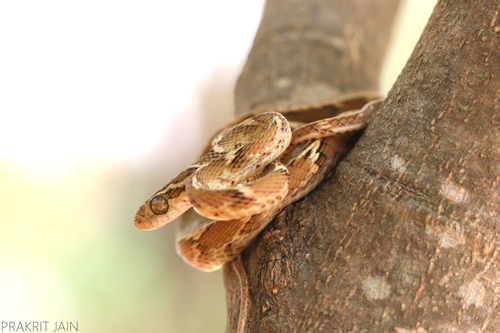 Common Cat Snake