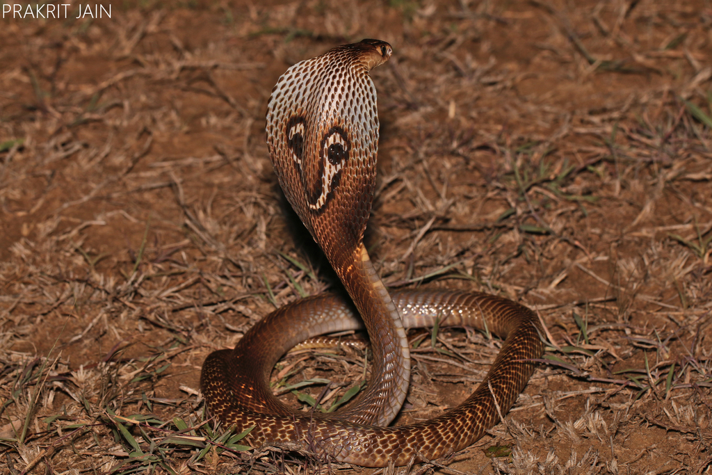 A inacreditável Cobra Naja Azul 