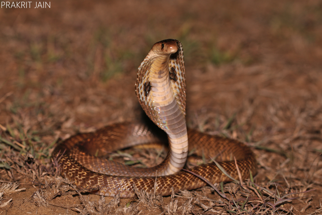 Cobra-indiana (Naja naja) · BioDiversity4All