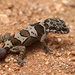 Bent-toed Geckos - Photo (c) Prakrit Jain, all rights reserved