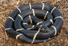 Common Kingsnake - Photo (c) Benjamin Genter, all rights reserved, uploaded by Benjamin Genter