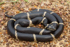 Eastern Kingsnake - Photo (c) Benjamin Genter, all rights reserved, uploaded by Benjamin Genter