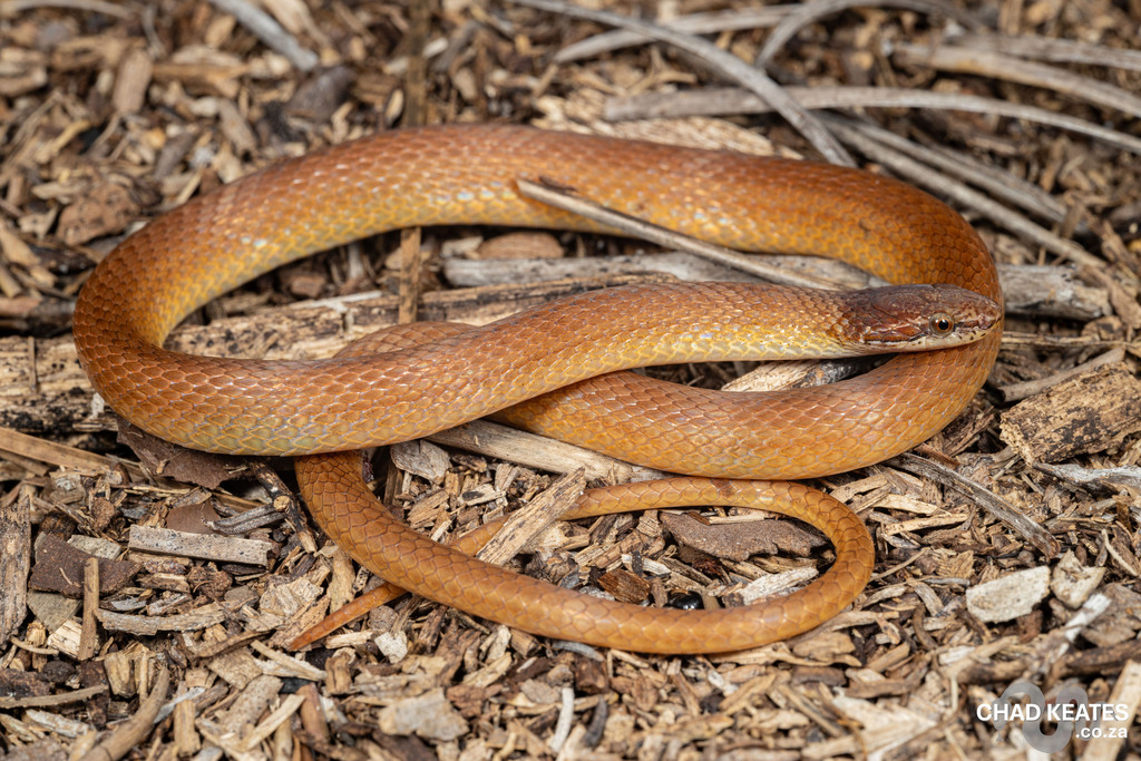 Pine Woods Littersnake