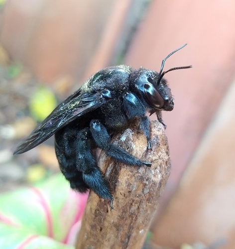 Xylocopa frontalis
