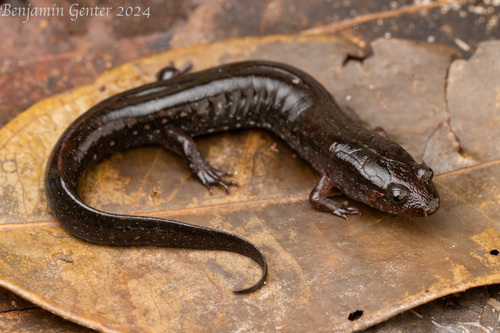 Holbrook’s Southern Dusky Salamander
