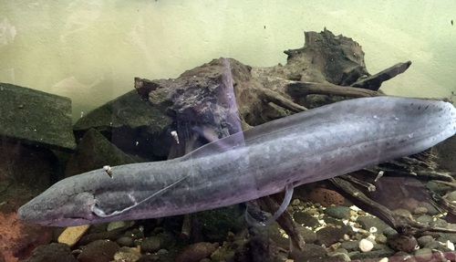 West African Lungfish