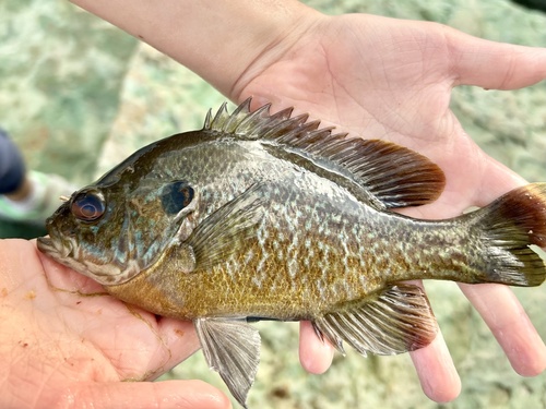 Greengill Sunfish