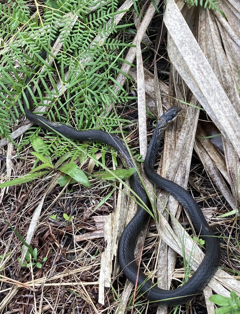 Everglades Racer from Big Cypress National Preserve, Immokalee, FL, US ...