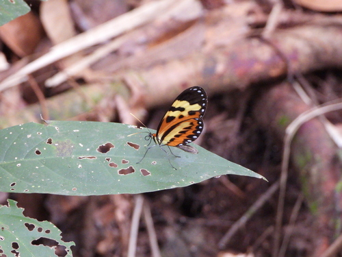 Polymnia Tigerwing