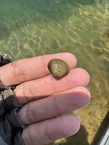 Asian Clam